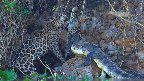 Jaguar struggles to drag caiman crocodile kill from the river in Brazil's Pantanal