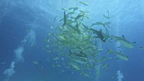 Sharks attack bait ball in feeding frenzy