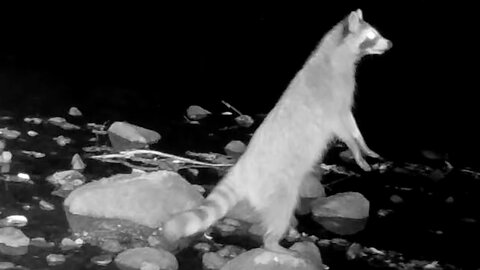 Raccoon Stands Tall on a Rock