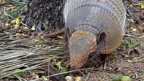 This mother armadillo eating her palm nuts is truly adorable