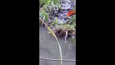 Living Water Flowing Through A Wild Creek - Elemental Moment