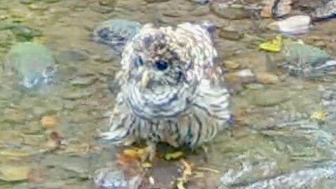 Owl Washing Itself in a Stream